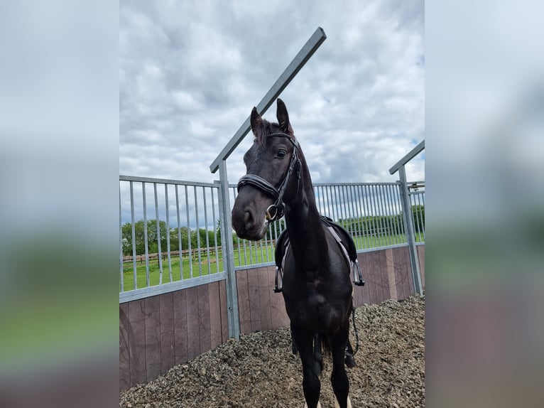 Fries paard Hengst 2 Jaar 161 cm Zwart in Maastricht