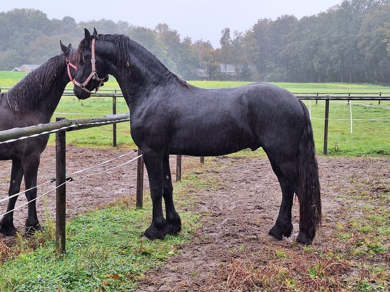 Fries paard Hengst 2 Jaar 162 cm in Aalten