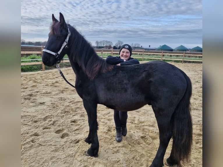 Fries paard Hengst 2 Jaar 163 cm Zwart in Lingen