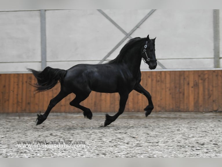 Fries paard Hengst 2 Jaar 163 cm Zwart in Mijnsheerenland