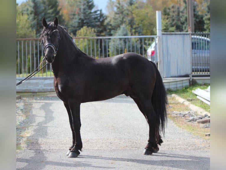 Fries paard Hengst 2 Jaar 163 cm Zwart in Rechnitz