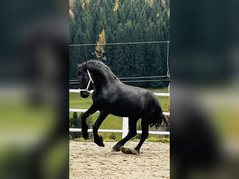 Fries paard Hengst 2 Jaar 164 cm Zwart in Bad Kleinkirchheim