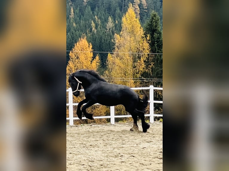 Fries paard Hengst 2 Jaar 164 cm Zwart in Bad Kleinkirchheim