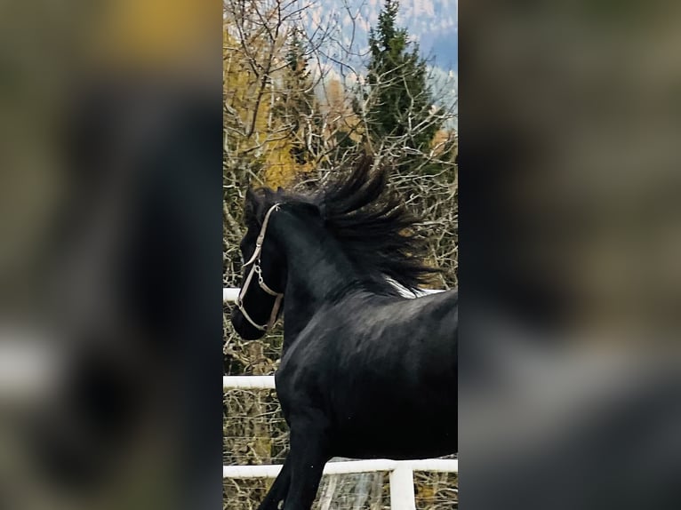 Fries paard Hengst 2 Jaar 164 cm Zwart in Bad Kleinkirchheim