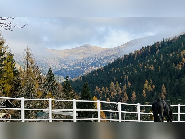 Fries paard Hengst 2 Jaar 164 cm Zwart in Bad Kleinkirchheim