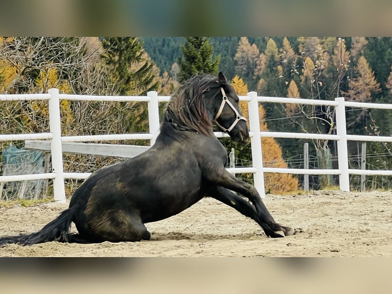 Fries paard Hengst 2 Jaar 164 cm Zwart in Bad Kleinkirchheim