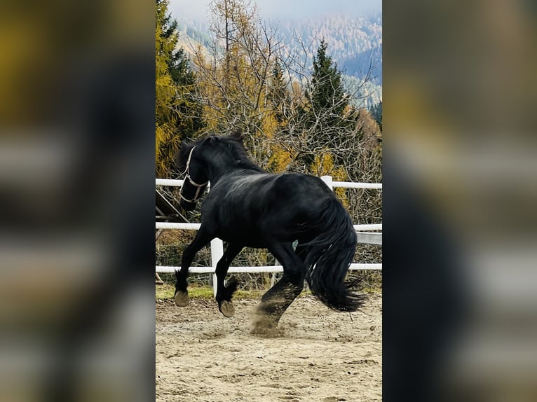 Fries paard Hengst 2 Jaar 164 cm Zwart in Bad Kleinkirchheim