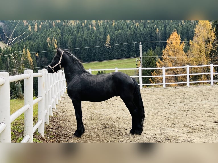 Fries paard Hengst 2 Jaar 164 cm Zwart in Bad Kleinkirchheim