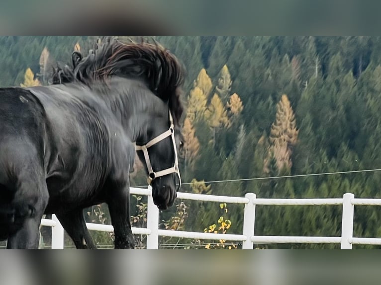 Fries paard Hengst 2 Jaar 164 cm Zwart in Bad Kleinkirchheim