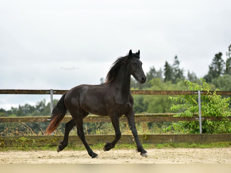 Fries paard Hengst 2 Jaar 165 cm Zwart in Feldkirchen-Westerham