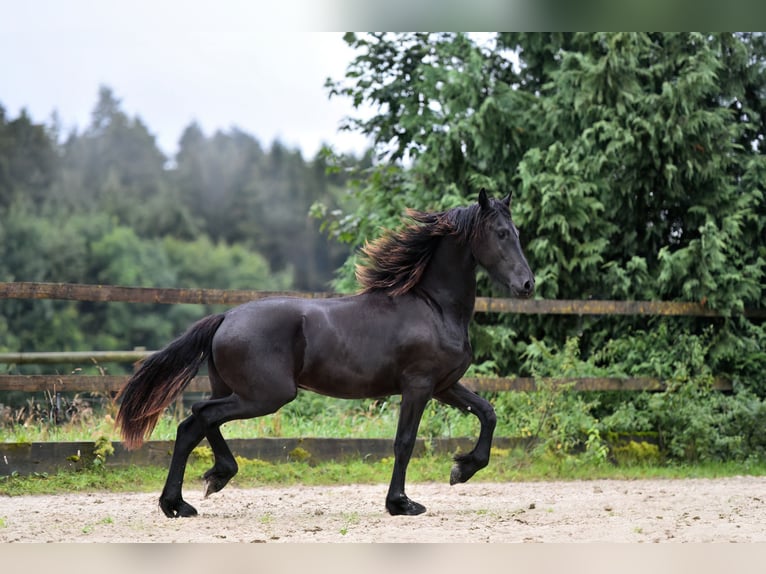 Fries paard Hengst 2 Jaar 165 cm Zwart in Feldkirchen-Westerham