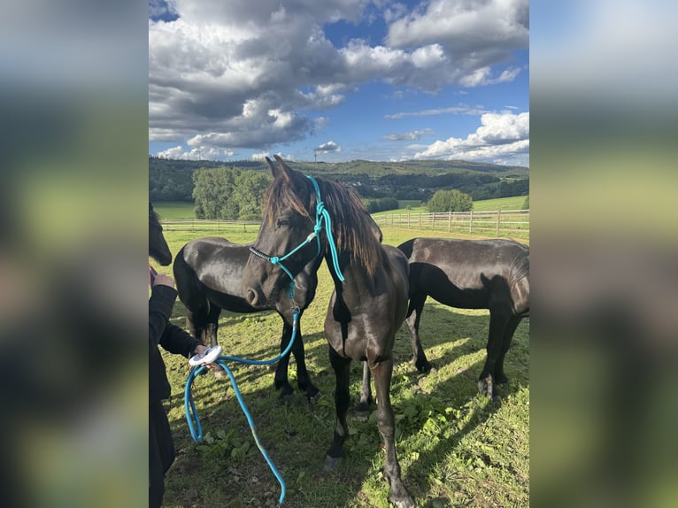 Fries paard Hengst 2 Jaar 165 cm Zwart in Meinerzhagen