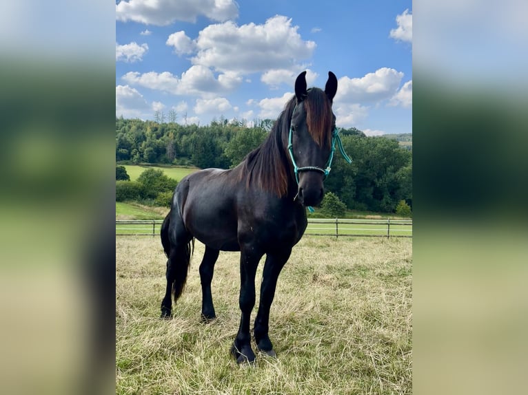 Fries paard Hengst 2 Jaar 165 cm Zwart in Meinerzhagen