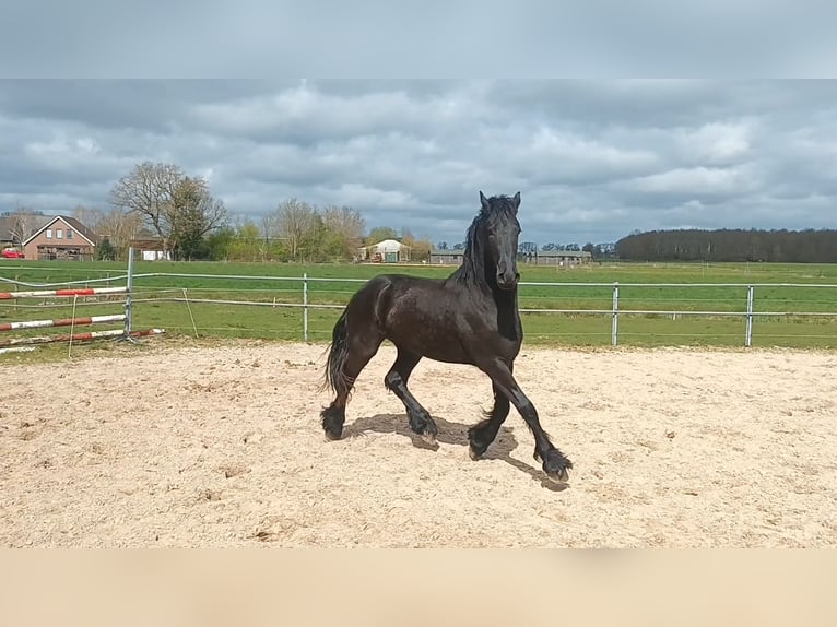 Fries paard Hengst 2 Jaar 165 cm Zwart in Dalen