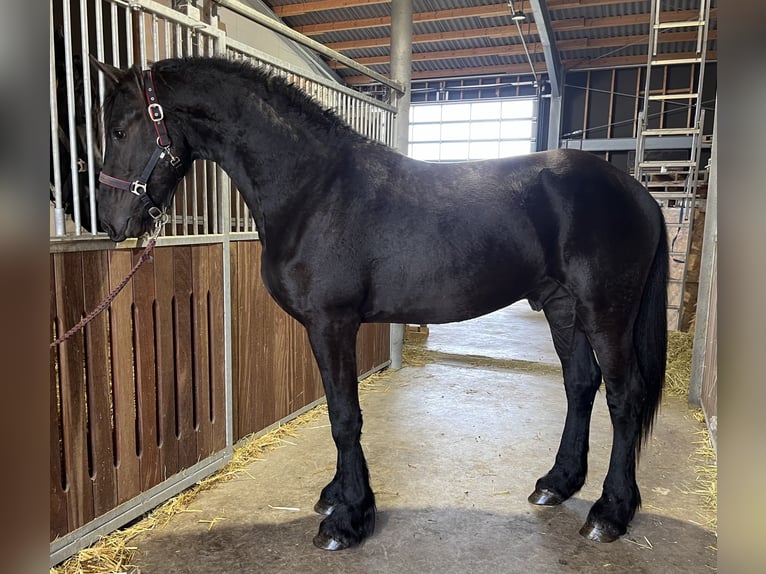 Fries paard Hengst 2 Jaar 168 cm Zwart in Lippetal