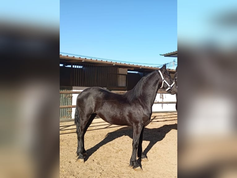 Fries paard Hengst 2 Jaar 168 cm Zwart in Marbella