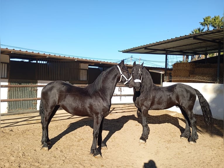 Fries paard Hengst 2 Jaar 168 cm Zwart in Marbella