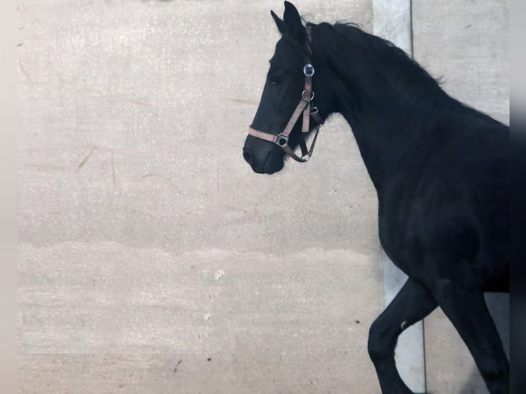 Fries paard Hengst 2 Jaar 66 cm Zwart in Atlanta