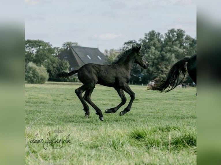 Fries paard Hengst 2 Jaar in Tzummarum