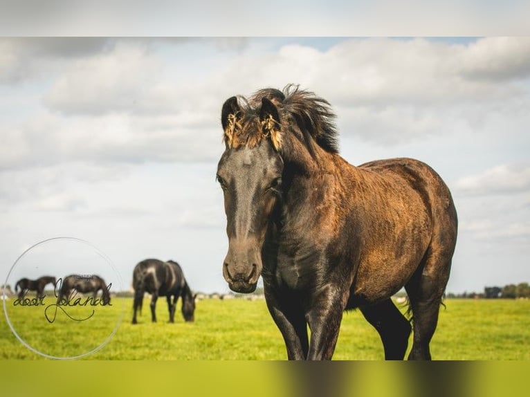 Fries paard Hengst 2 Jaar in Tzummarum