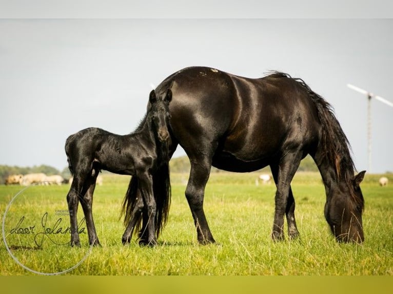 Fries paard Hengst 2 Jaar in Tzummarum