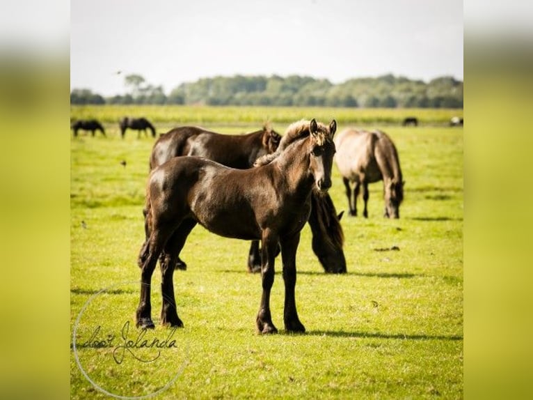 Fries paard Hengst 2 Jaar in Tzummarum