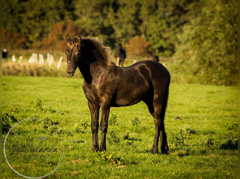 Fries paard Hengst 2 Jaar in Tzummarum