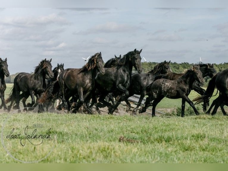 Fries paard Hengst 2 Jaar in Tzummarum