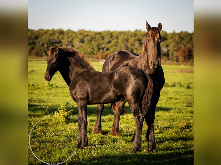 Fries paard Hengst 2 Jaar in Tzummarum