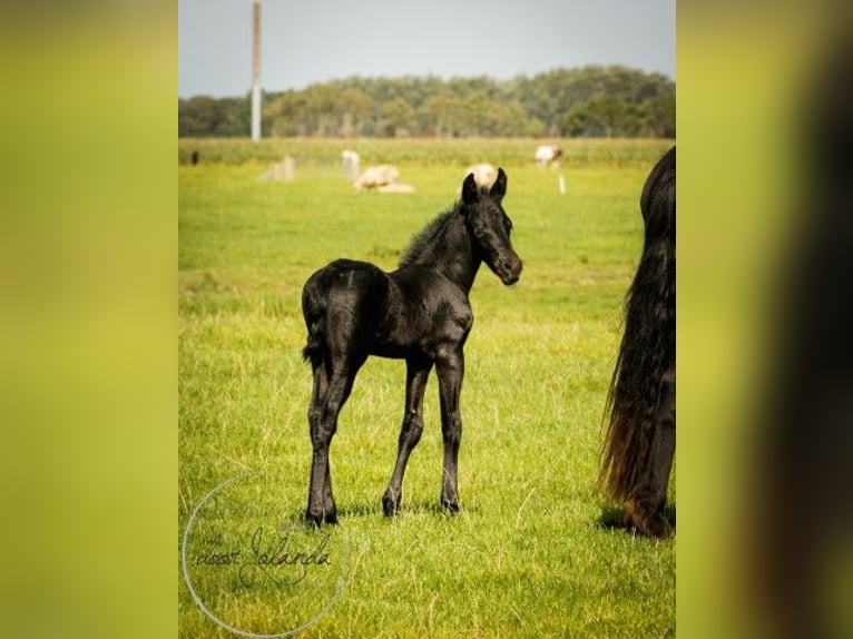 Fries paard Hengst 2 Jaar in Tzummarum