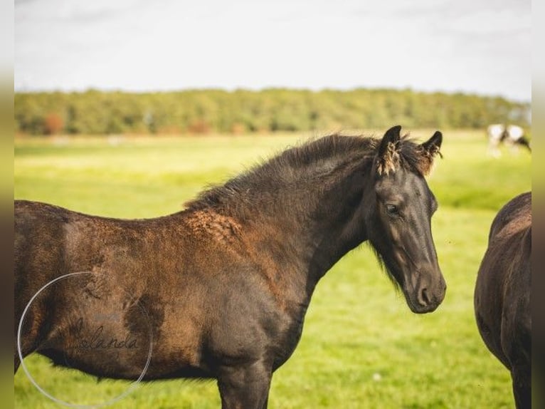 Fries paard Hengst 2 Jaar in Tzummarum