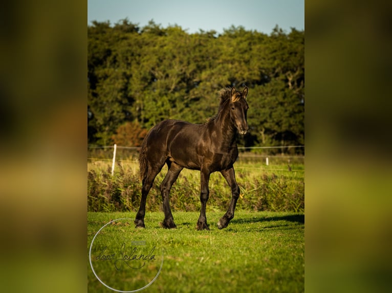 Fries paard Hengst 2 Jaar in Tzummarum