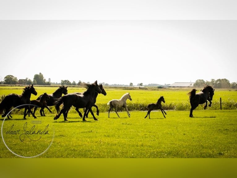 Fries paard Hengst 2 Jaar in Tzummarum