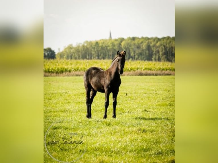 Fries paard Hengst 2 Jaar in Tzummarum