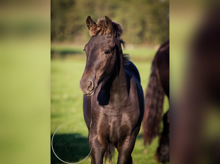 Fries paard Hengst 2 Jaar in Tzummarum