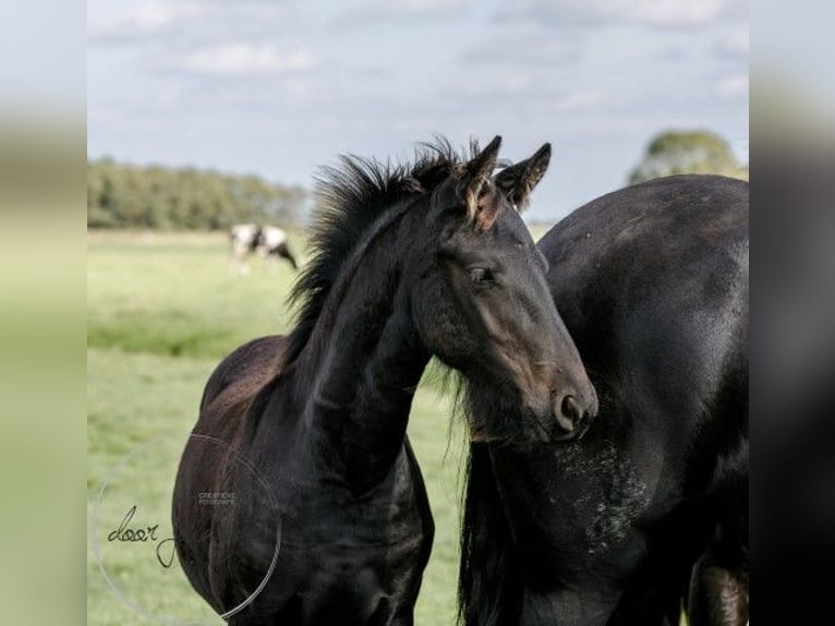 Fries paard Hengst 2 Jaar in Tzummarum