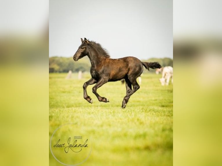 Fries paard Hengst 2 Jaar in Tzummarum