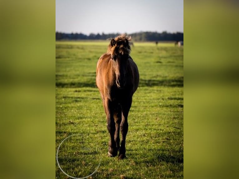 Fries paard Hengst 2 Jaar in Tzummarum