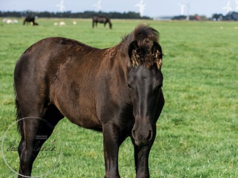 Fries paard Hengst 2 Jaar in Tzummarum