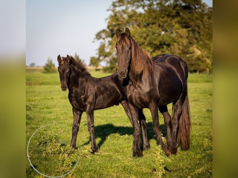 Fries paard Hengst 2 Jaar in Tzummarum