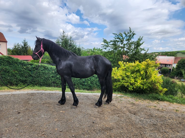 Fries paard Hengst 2 Jaar Zwart in Blatnicka