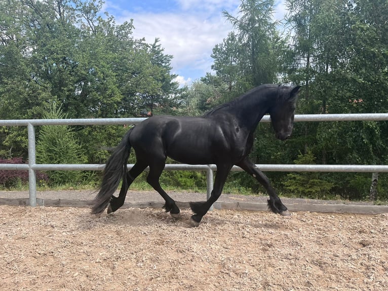 Fries paard Hengst 2 Jaar Zwart in Blatnicka