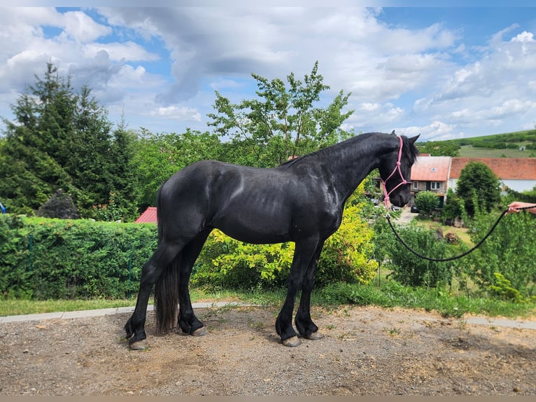 Fries paard Hengst 2 Jaar Zwart in Blatnicka