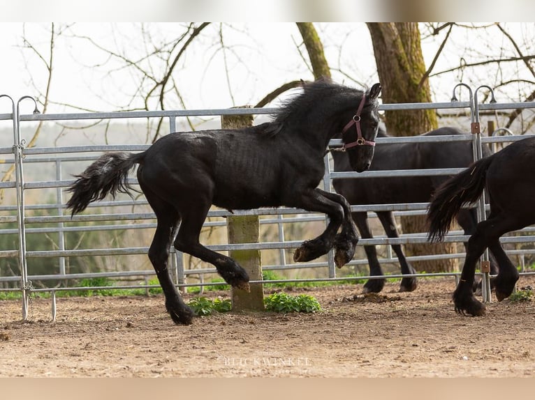 Fries paard Hengst 2 Jaar Zwart in Schöllnach