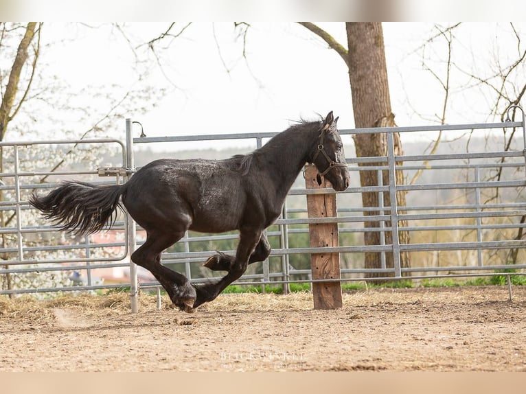 Fries paard Hengst 2 Jaar Zwart in Schöllnach