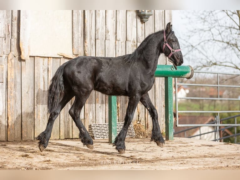 Fries paard Hengst 2 Jaar Zwart in Schöllnach