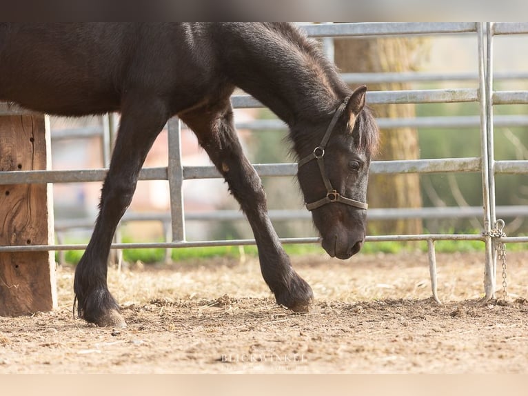 Fries paard Hengst 2 Jaar Zwart in Schöllnach