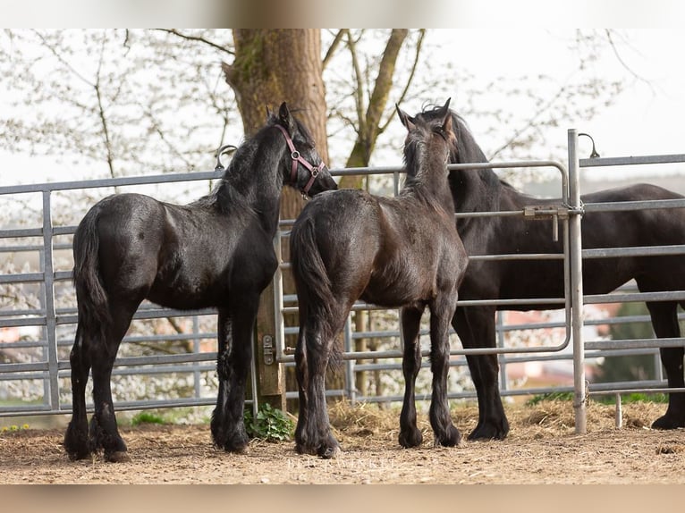 Fries paard Hengst 2 Jaar Zwart in Schöllnach