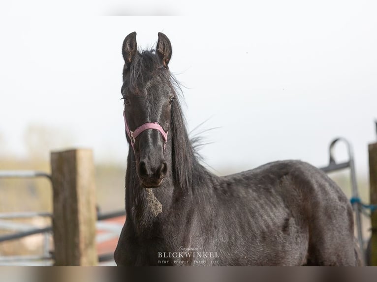 Fries paard Hengst 2 Jaar Zwart in Schöllnach