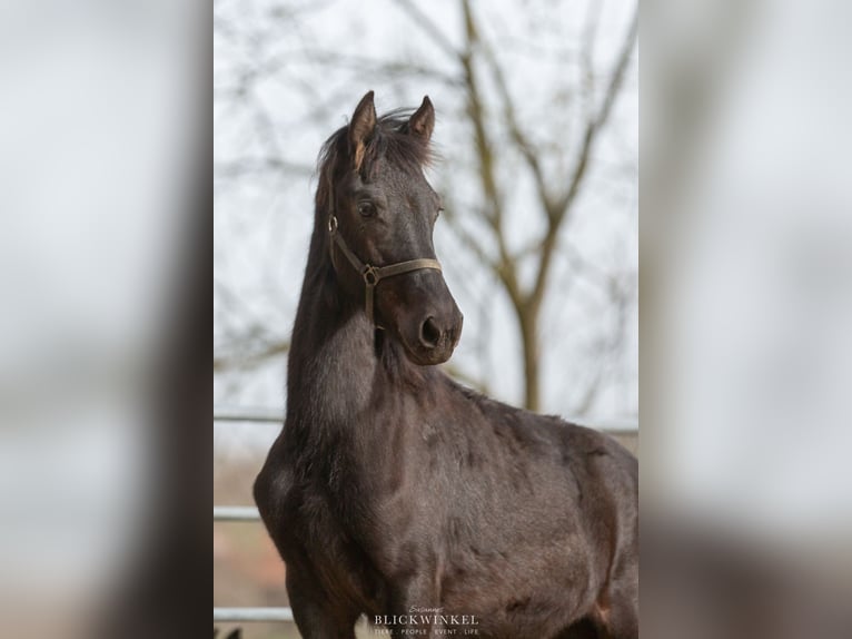 Fries paard Hengst 2 Jaar Zwart in Schöllnach